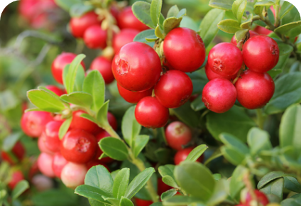 Estratto di Mirtillo Rosso