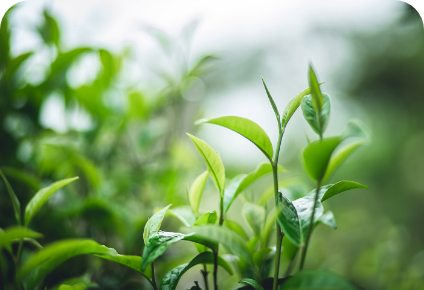 Estratto di Foglie di tè Verde