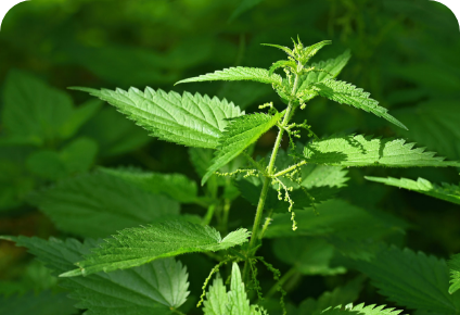 Estratto di Foglie di Ortica
