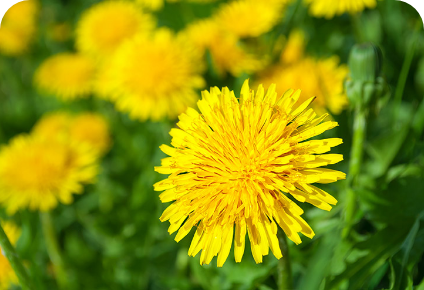 Estratto di Radice di Tarassaco